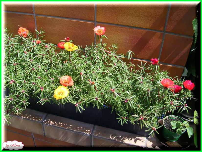 2011.06.23 - Flori 2011 - 1