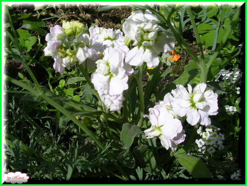 2011.06.23 - Flori 2011 - 1