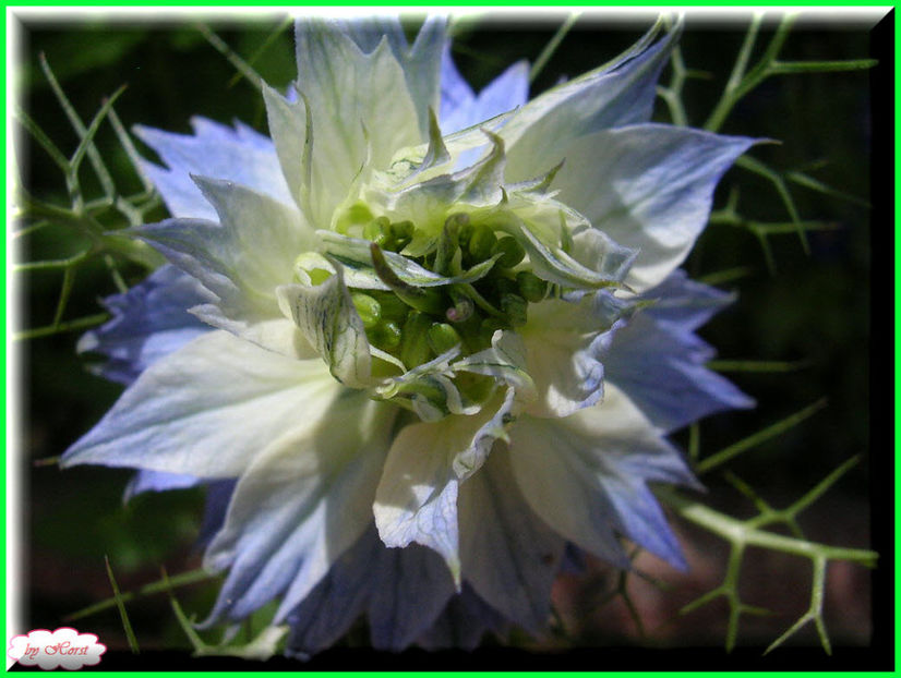 2011.06.23 - Flori 2011 - 1