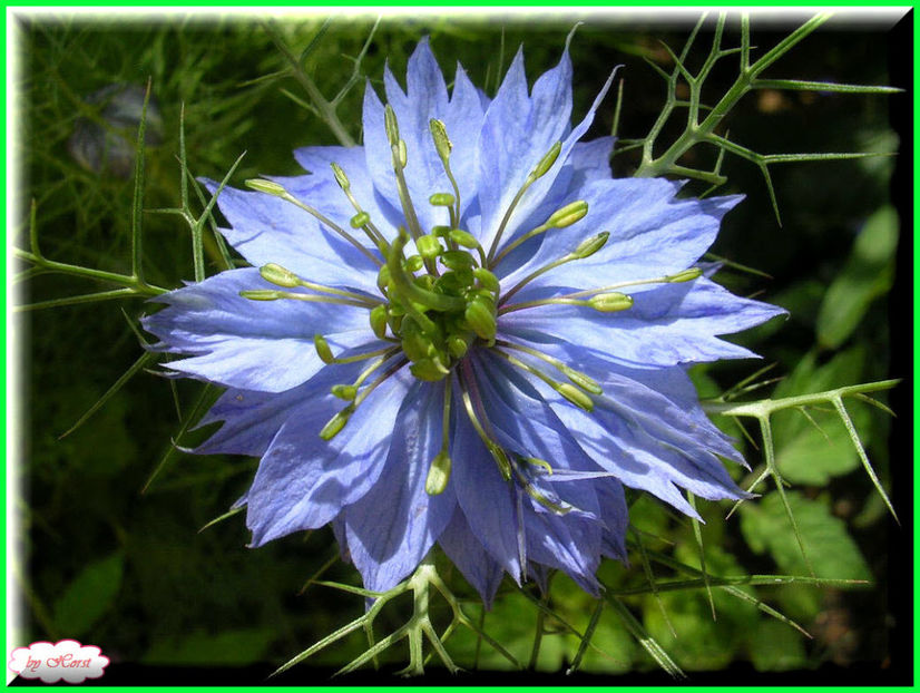 2011.06.23 - Flori 2011 - 1