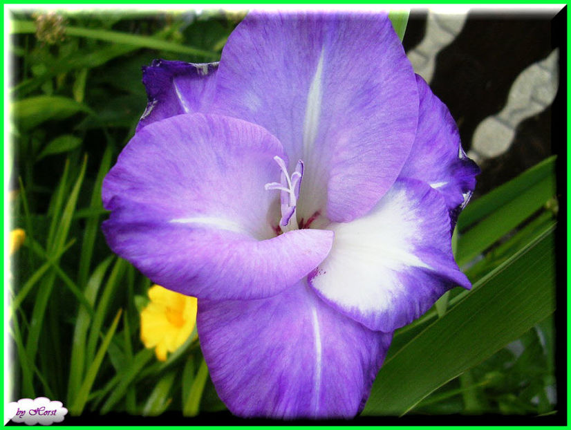 2011.06.26 - Flori 2011 - 1