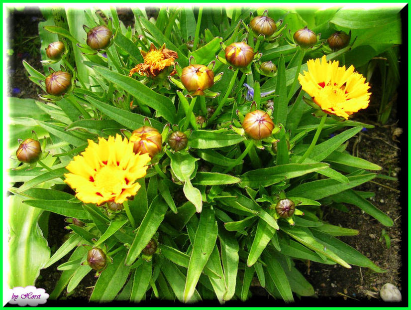 2011.06.26 - Flori 2011 - 1