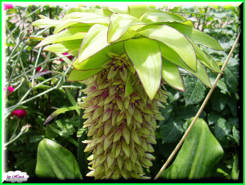 2011.06.26  Eucomis bicolor - Flori 2011 - 1
