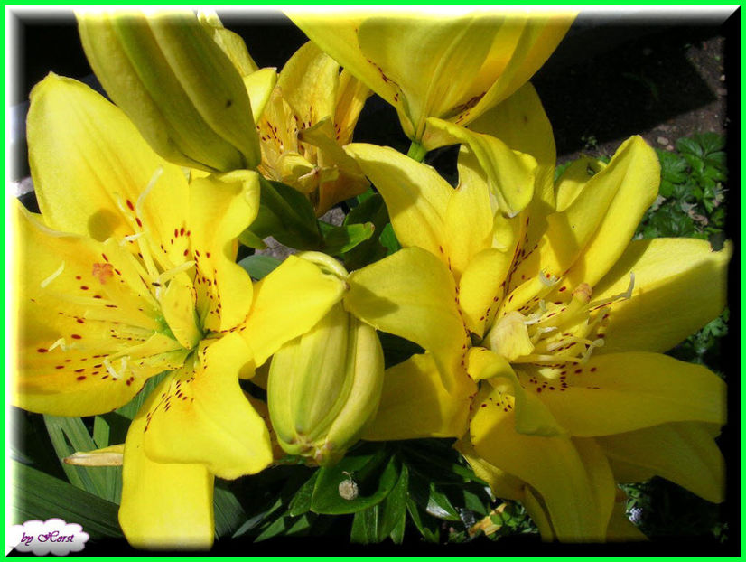 2011.06.26 - Flori 2011 - 1