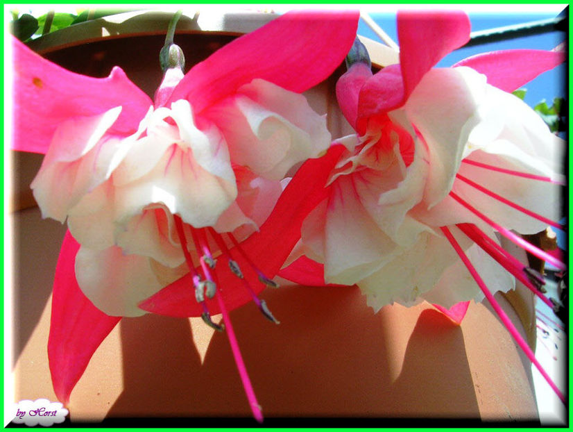 2011.06.26 - Flori 2011 - 1