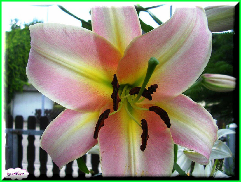 2011.06.26 - Flori 2011 - 1