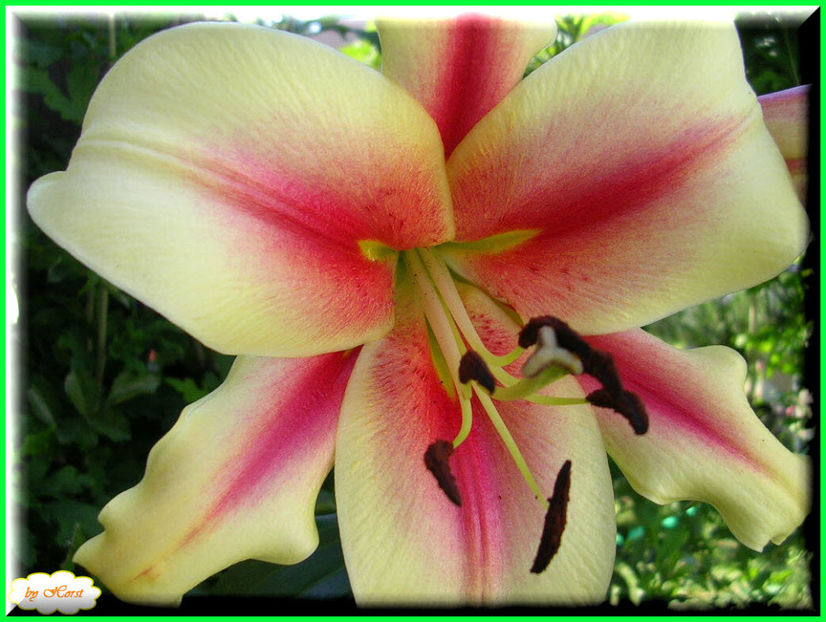 2011.06.28 - Flori 2011 - 1