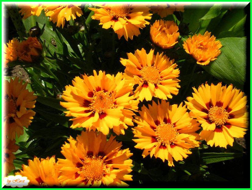 2011.06.28 - Flori 2011 - 1