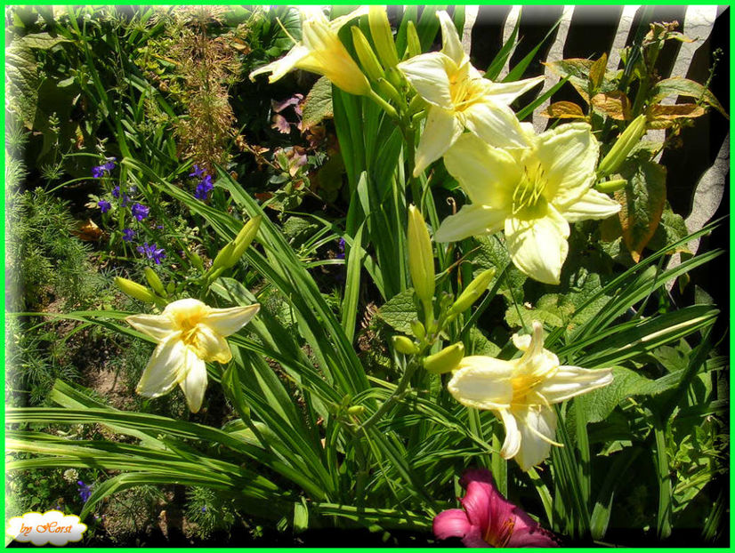 2011.06.28 - Flori 2011 - 1