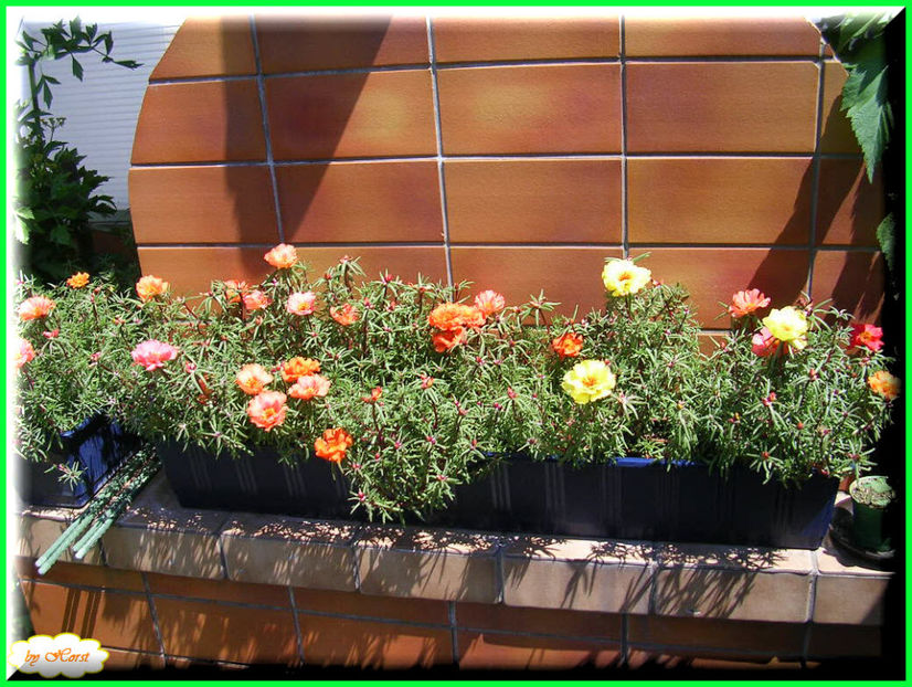 2011.06.28 - Flori 2011 - 1