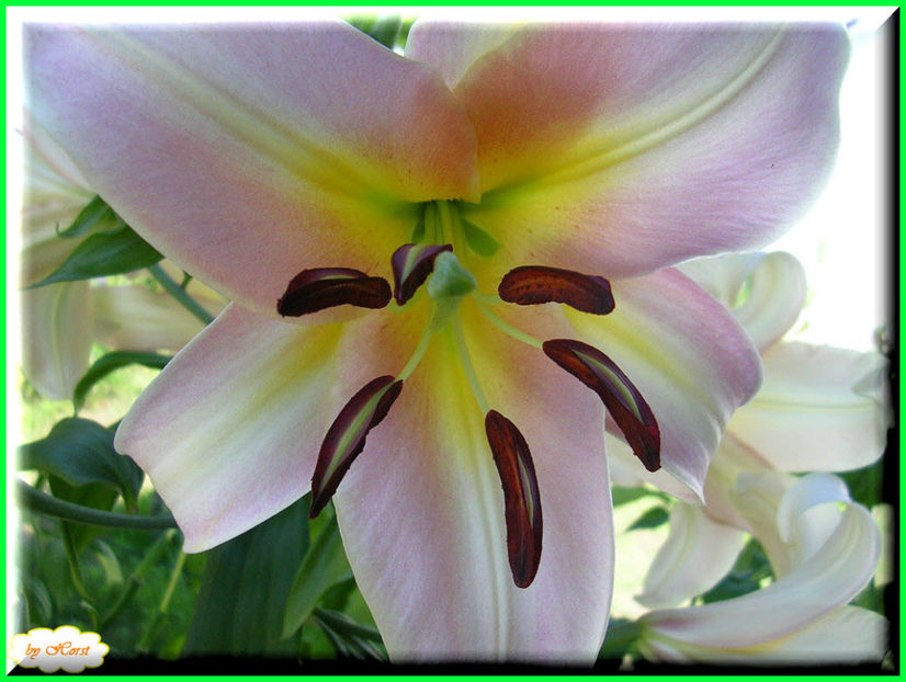 2011.06.28 - Flori 2011 - 1