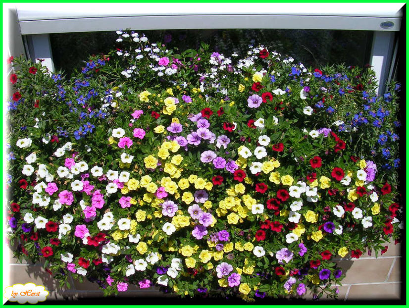 2011.06.28 - Flori 2011 - 1