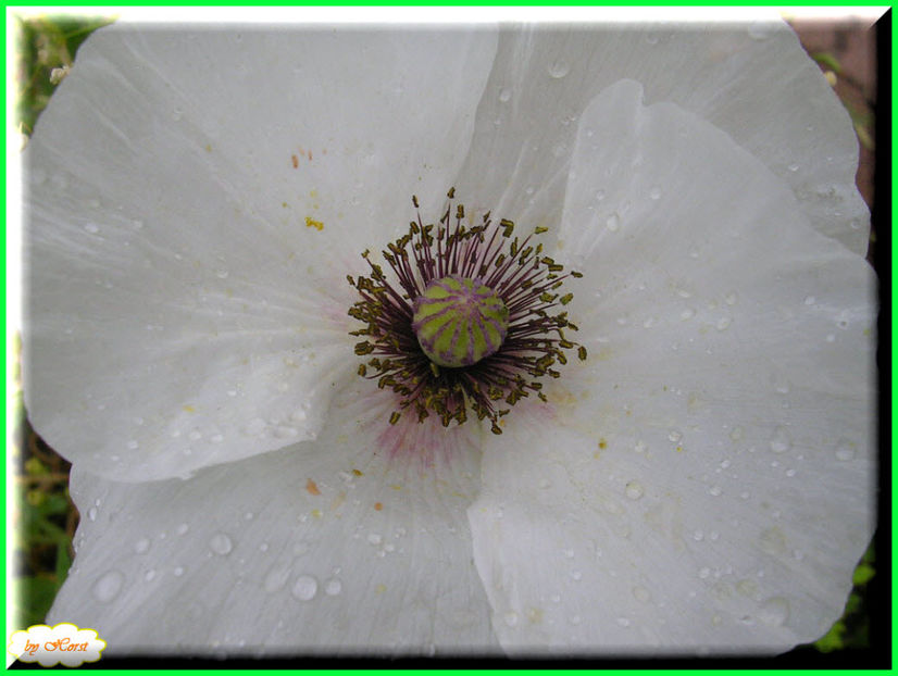 2011.06.30 - Flori 2011 - 1