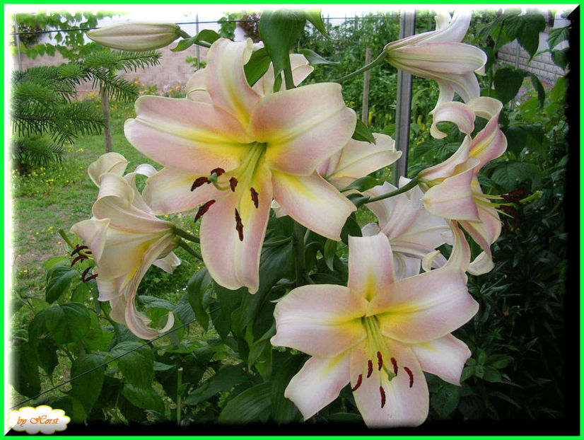 2011.06.30 - Flori 2011 - 1