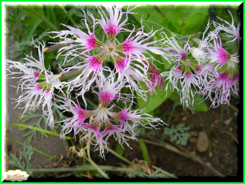 2011.06.30 - Flori 2011 - 1