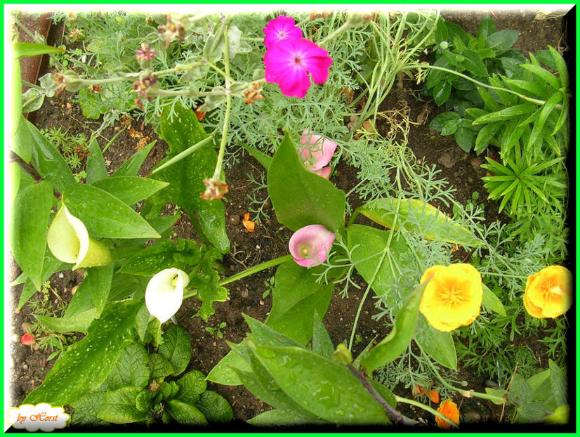 2011.06.30 - Flori 2011 - 1