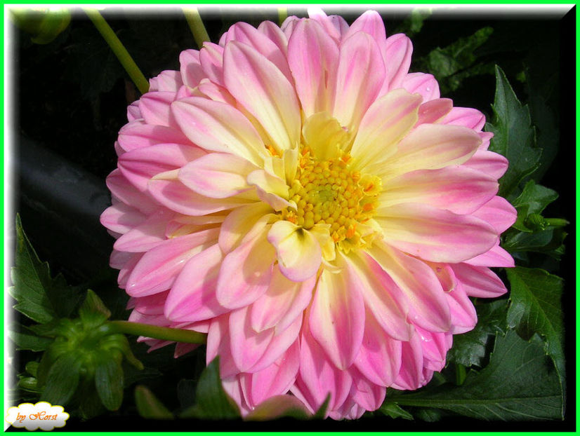 2011.06.30 - Flori 2011 - 1