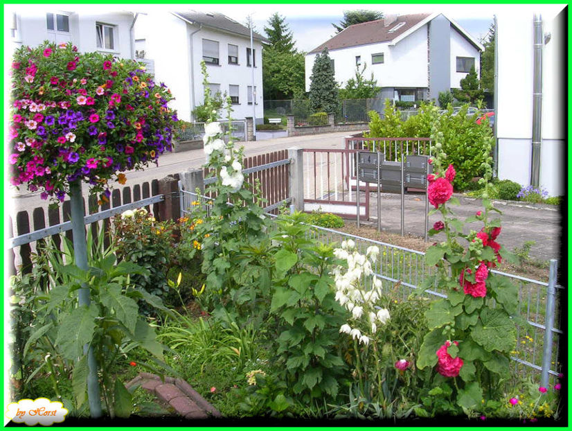 2011.06.30 - Flori 2011 - 1