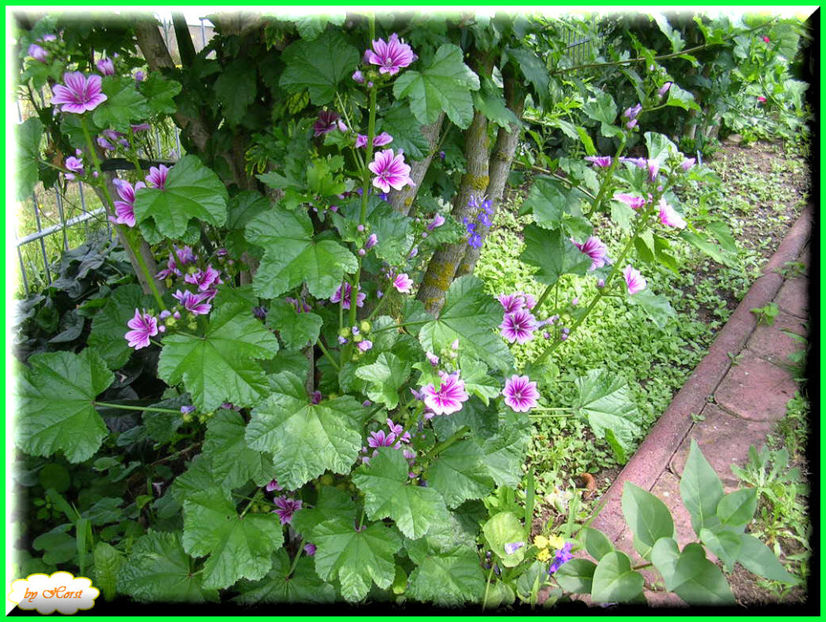 2011.06.30 - Flori 2011 - 1