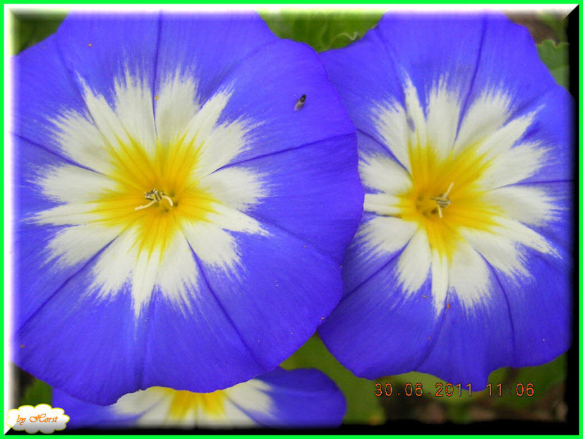 2011.06.30 - Flori 2011 - 1