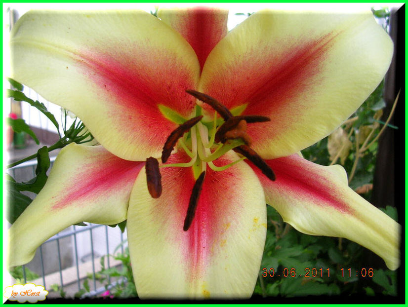 2011.06.30 - Flori 2011 - 1