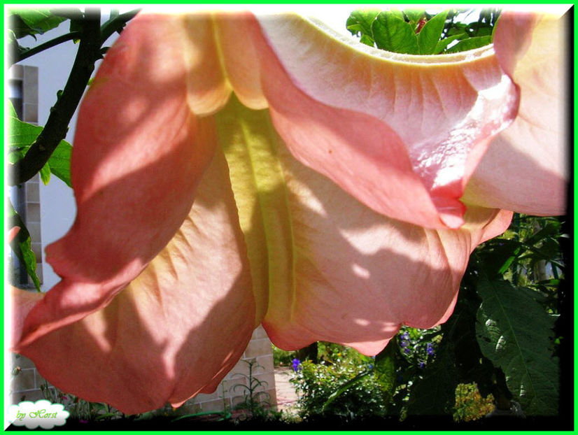 2011.07.03 - Flori 2011 - 1