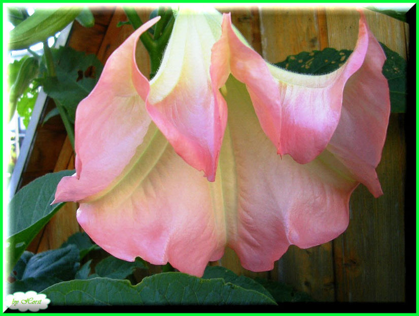 2011.07.03 - Flori 2011 - 1