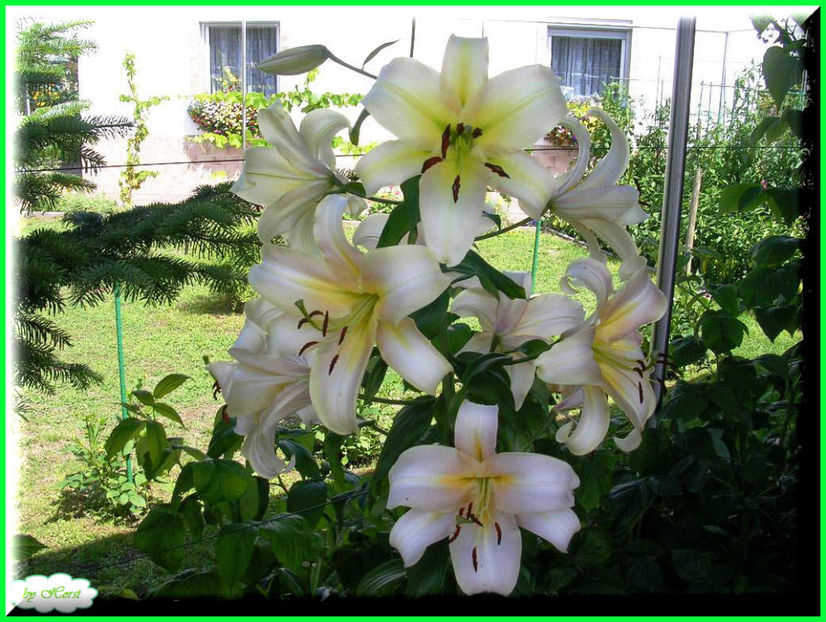 2011.07.03 - Flori 2011 - 1