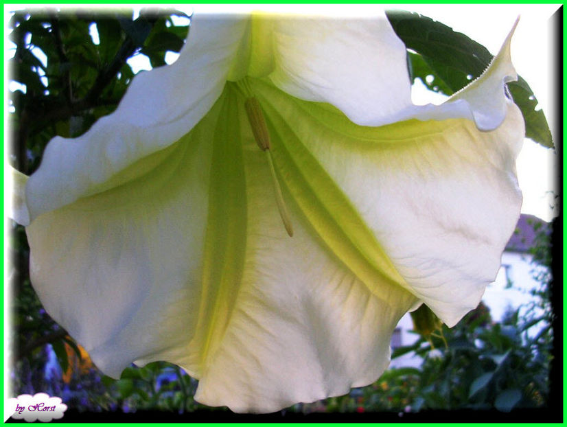 2011.07.11 - Flori 2011 - 1