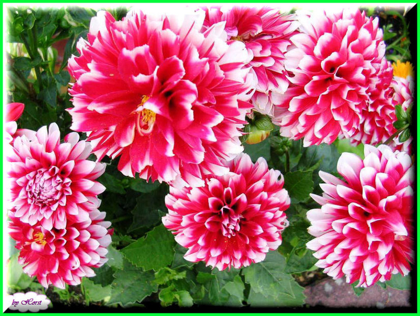 2011.07.11 - Flori 2011 - 1