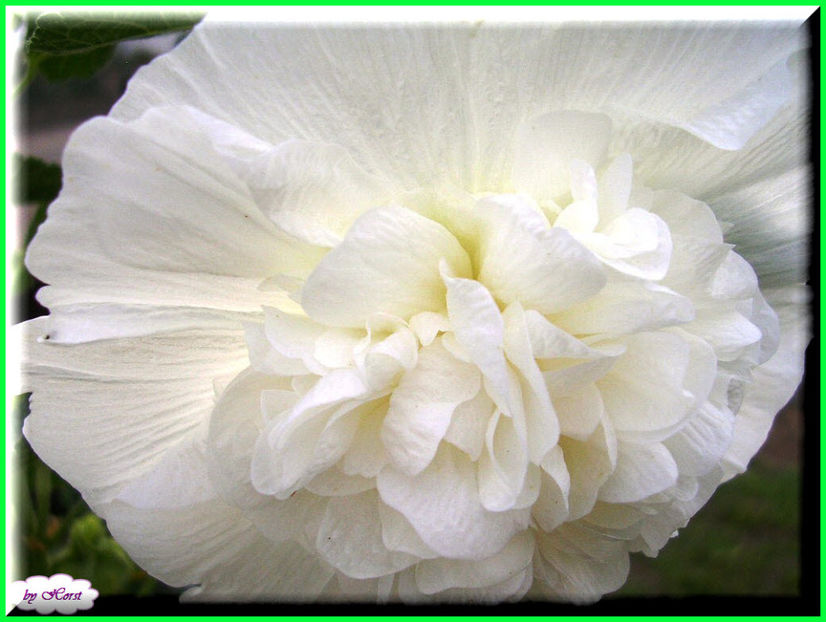 2011.07.11 - Flori 2011 - 1