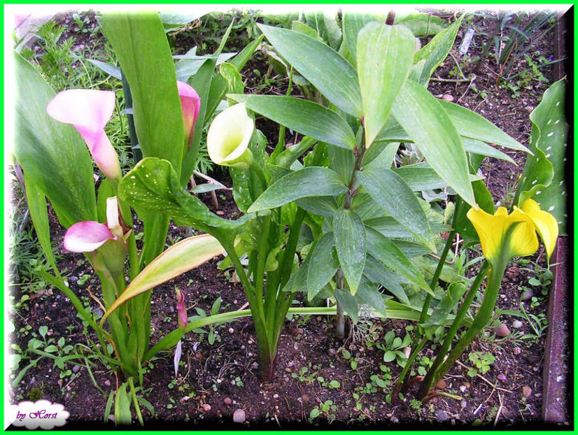 2011.07.11 - Flori 2011 - 1