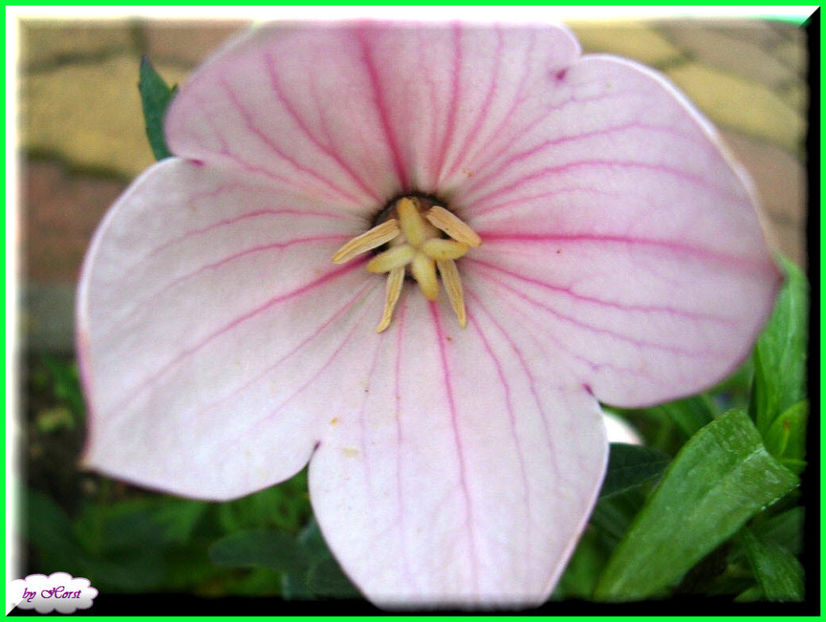 2011.07.11 - Flori 2011 - 1