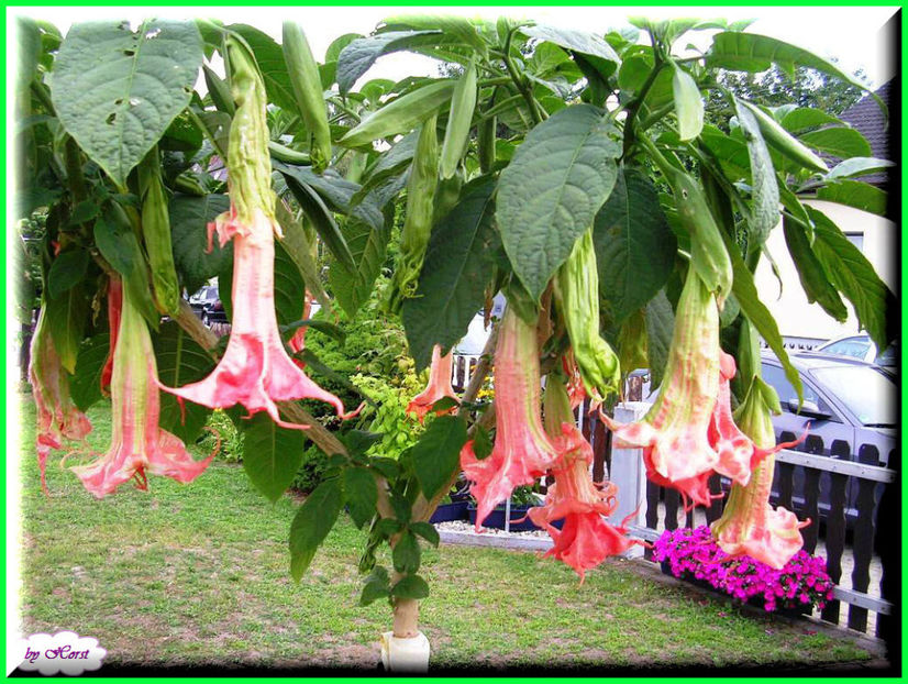 2011.07.11 - Flori 2011 - 1