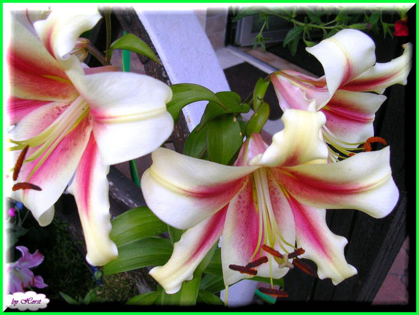 2011.07.11 - Flori 2011 - 1