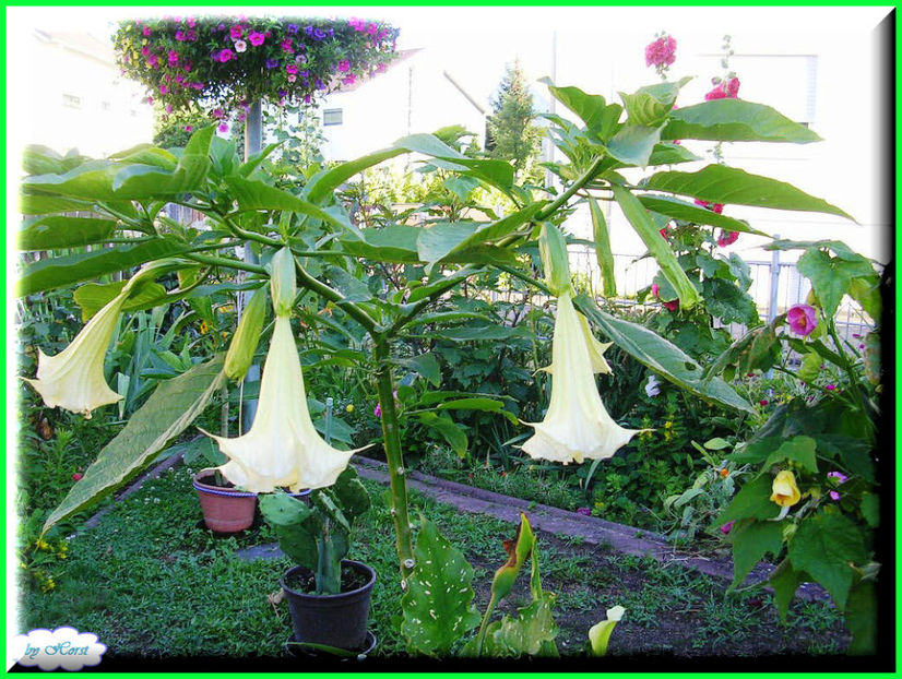 2011.07.13 - Flori 2011 - 1