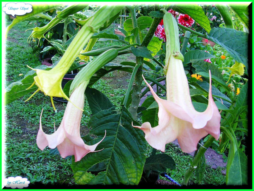 2011.07.13 - Flori 2011 - 1