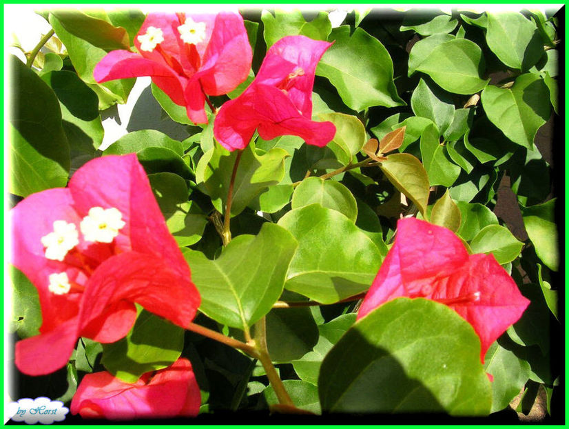 2011.07.13 - Flori 2011 - 1