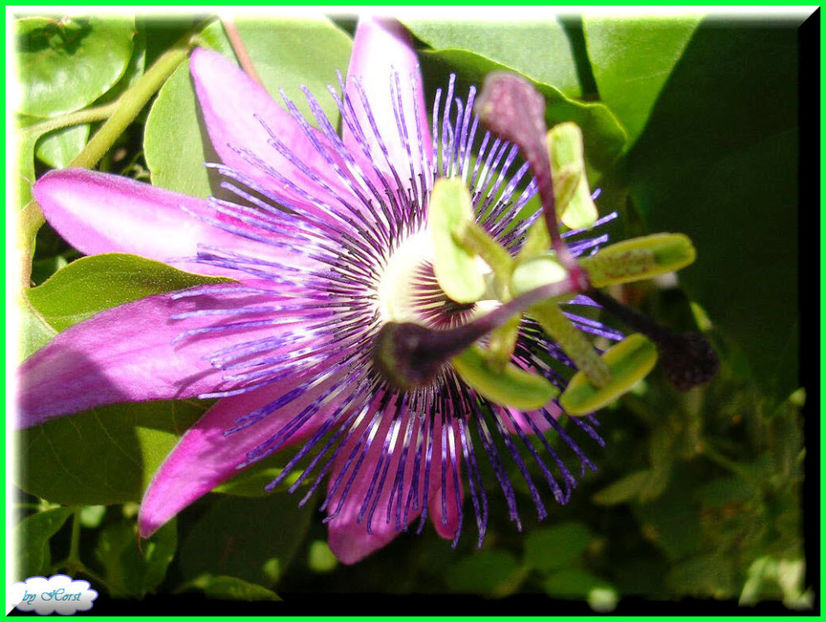 2011.07.13 - Flori 2011 - 1