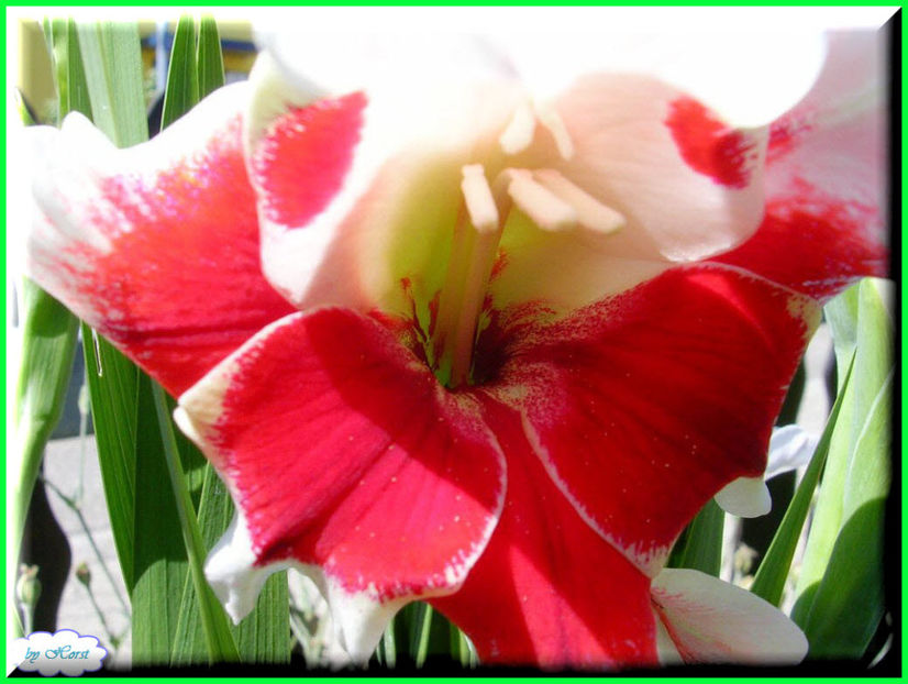 2011.07.13 - Flori 2011 - 1