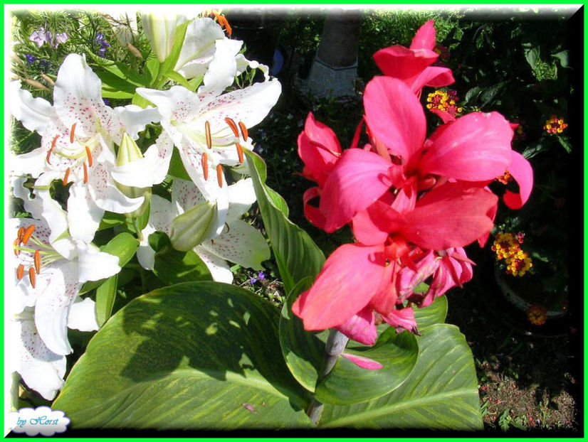 2011.07.13 - Flori 2011 - 1