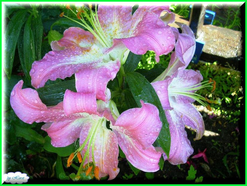 2011.07.13 - Flori 2011 - 1