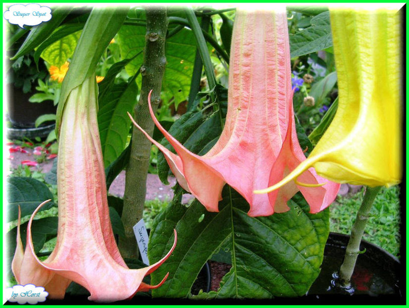 2011.07.13 - Flori 2011 - 1