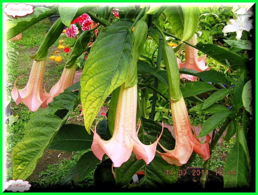 2011.07.16 - Flori 2011 - 1