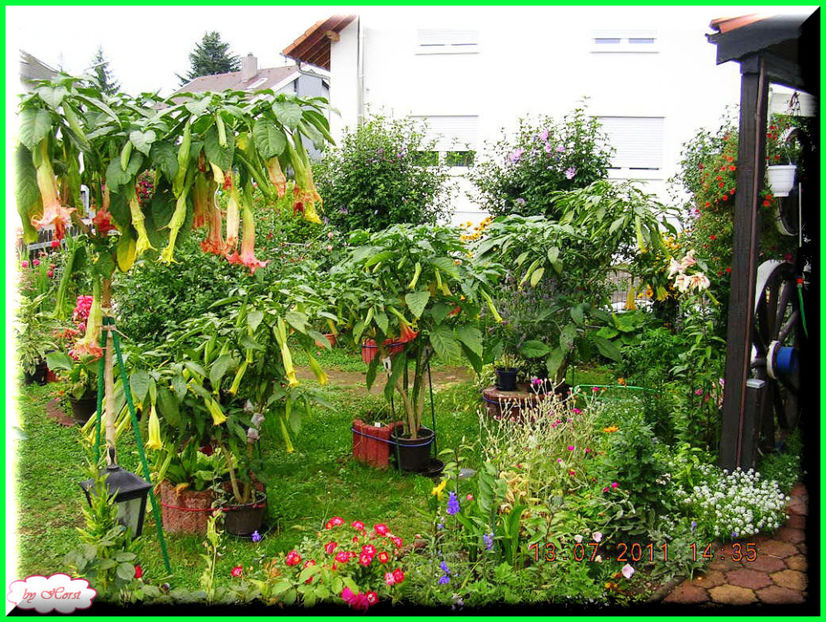 2011.07.16 - Flori 2011 - 1