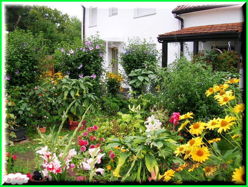 2011.07.16 - Flori 2011 - 1