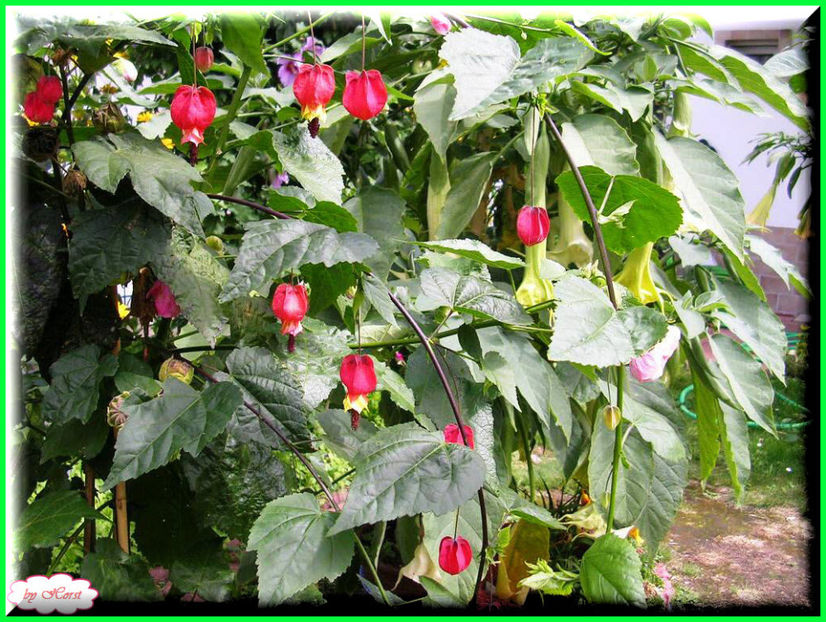 2011.07.16 - Flori 2011 - 1