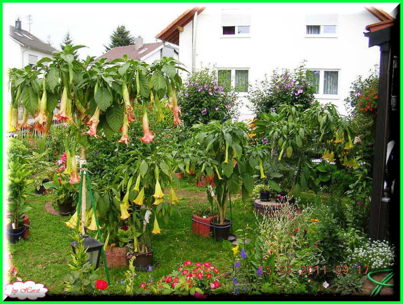 2011.07.16 - Flori 2011 - 1