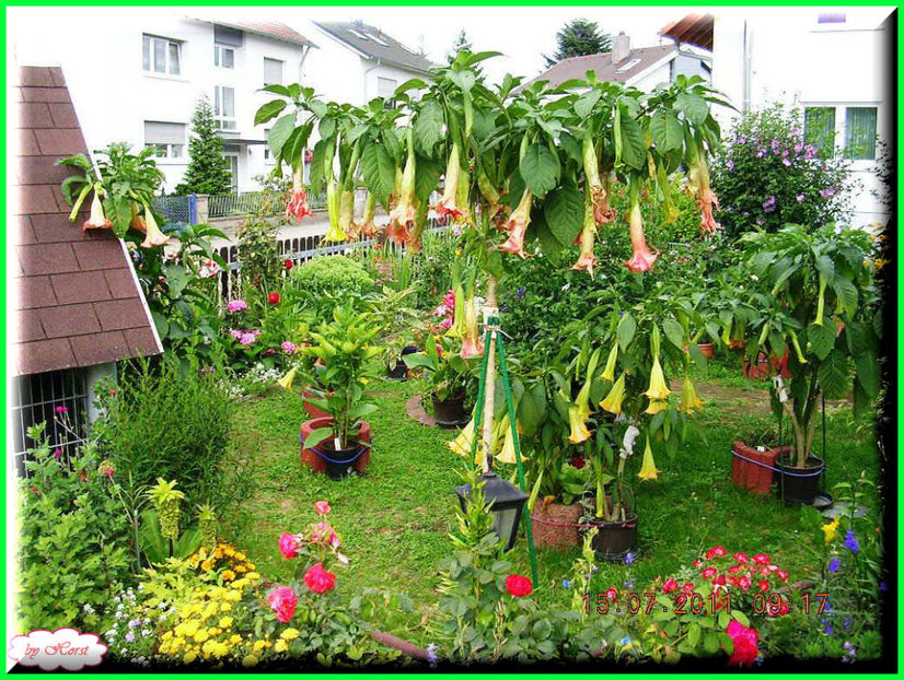 2011.07.16 - Flori 2011 - 1