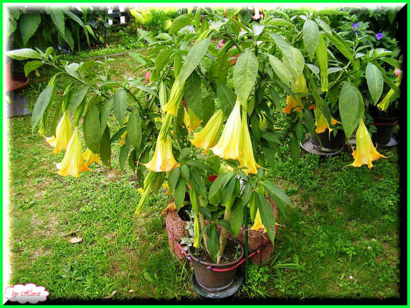 2011.07.16 - Flori 2011 - 1